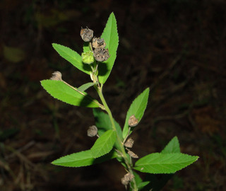 یونجه ایرلندی